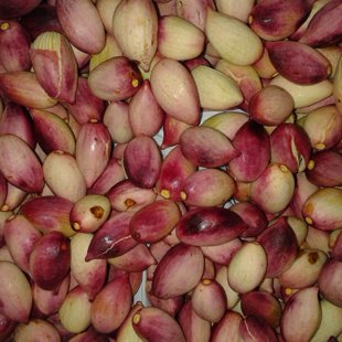Fresh, just cut from our trees, pistachios of Aegina!