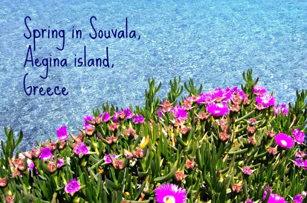 Welcome Spring! at the beach Loutra of Souvala, Aegina island, Greece