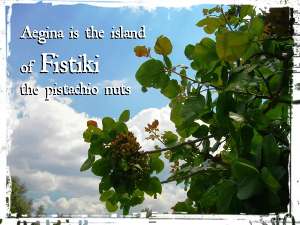 Pistachio trees on our Land for Sale and all over Aegina island, Greece