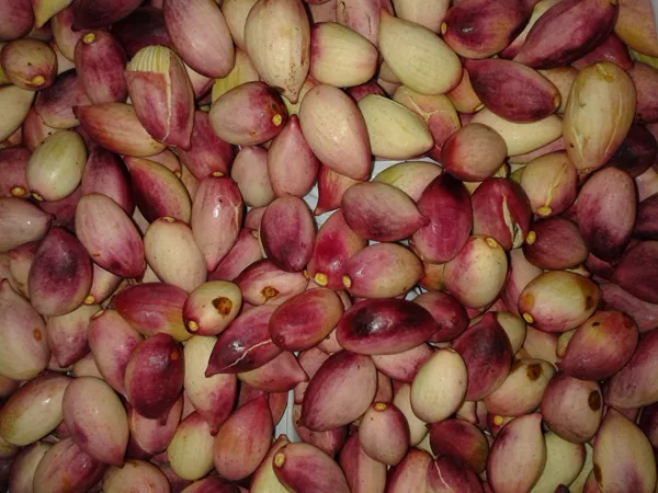 Fresh, just cut from our trees, pistachios of Aegina!